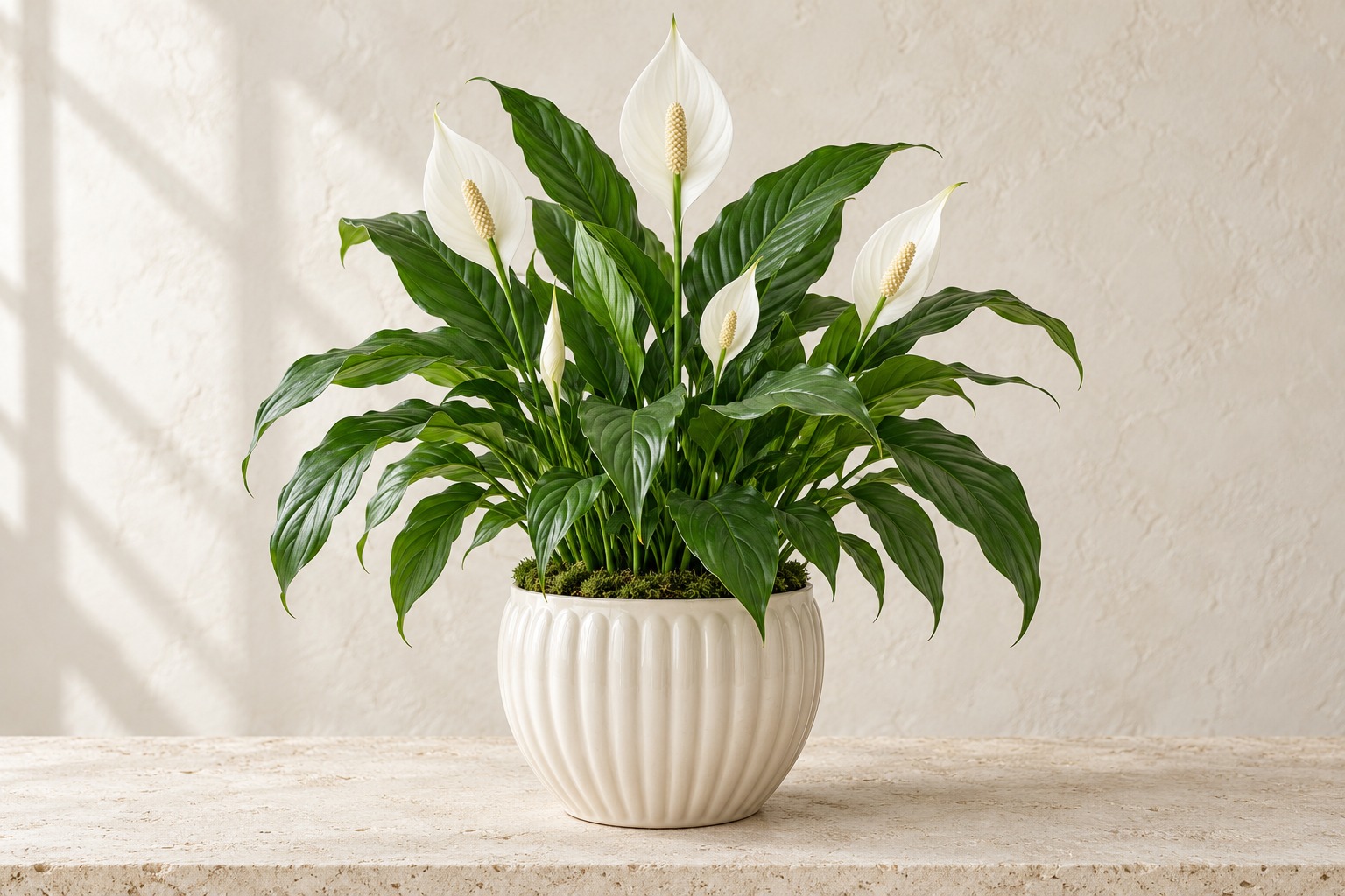 Living Peace Lily